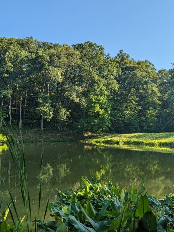 Greene-Sullivan State Forest