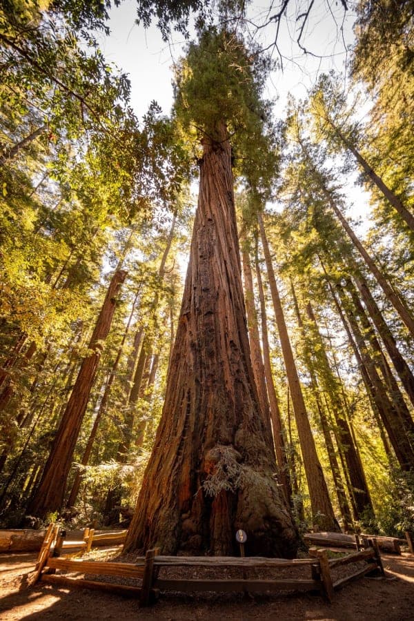 Henry Cowell Redwoods State Park