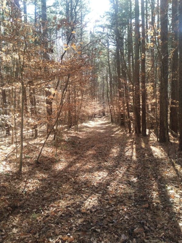 Hoosier National Forest - Youngs Creek Campground and Trails