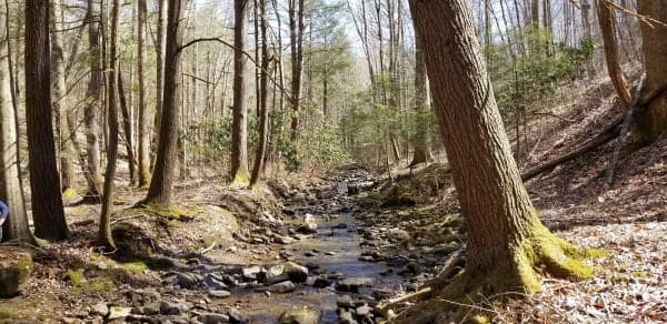 Kentucky Ridge State Forest