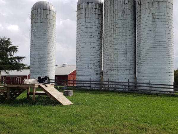Kinder Farm Park