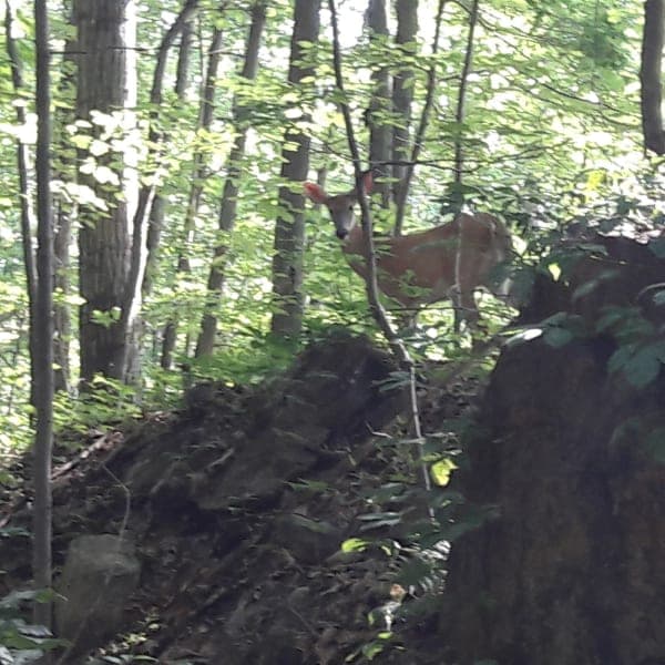 Larkin State Park Trail
