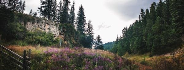 Lincoln National Forest