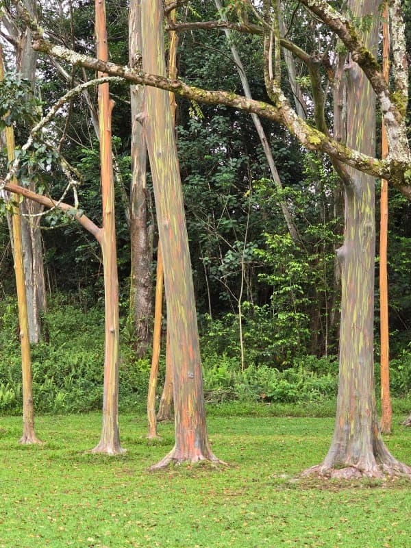 Līhuʻe-Kōloa Forest Reserve / Keāhua–Kuilau–Powerline Network