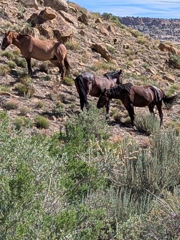 Little Book Cliffs Wild Horse Range