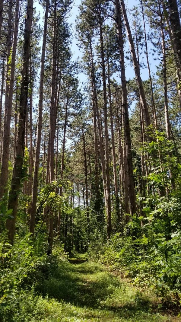 Lowden-Miller State Forest