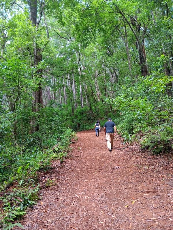 Makawao Forest Reserve / Kahakapao Recreational Area