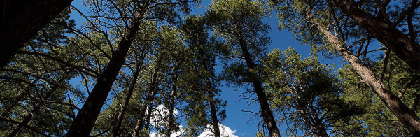 Manzano Mountains State Park