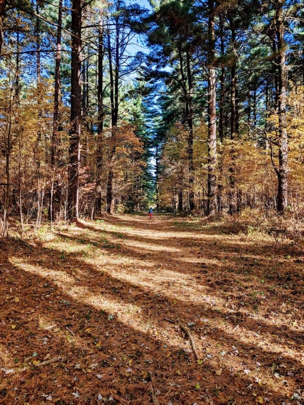 Maumee State Forest
