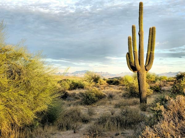 McDowell Mountain Regional Park
