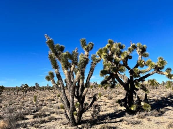 Mojave National Preserve