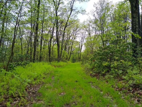 Moshannon State Forest