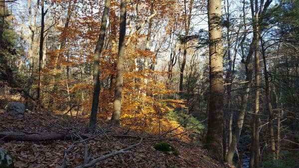 Naugatuck State Forest
