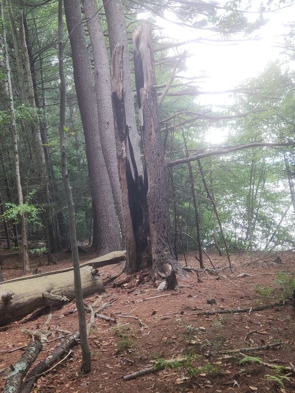 Nepaug State Forest
