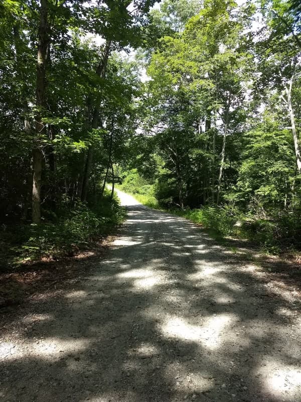 Nehantic State Forest