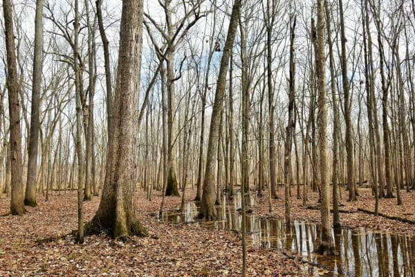 Pike State Forest