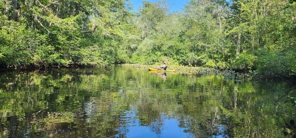 Pocomoke State Forest