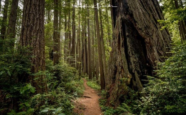 Prairie Creek Redwoods State Park
