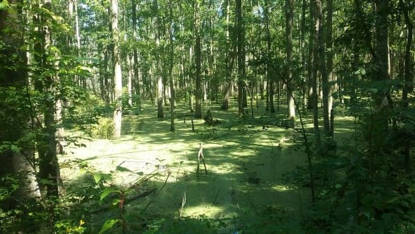 Richard Martin Trail
