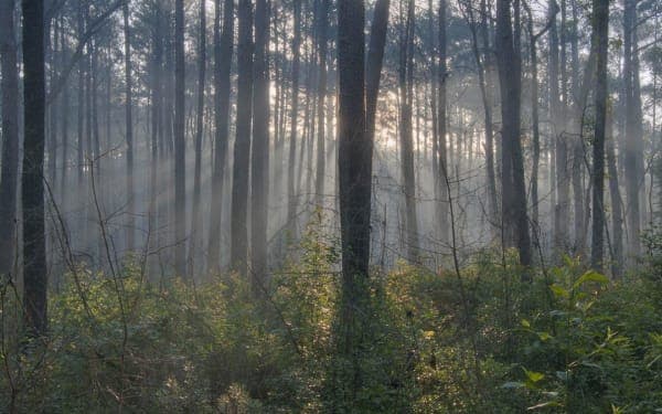 Sam Houston Multiple-Use Trails