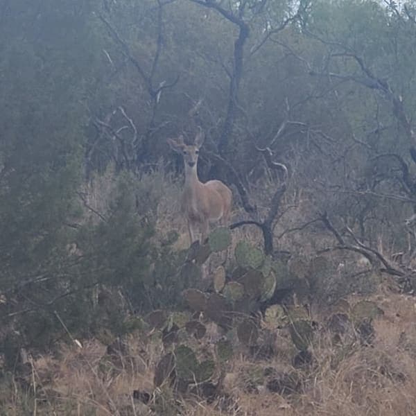 San Angelo State Park