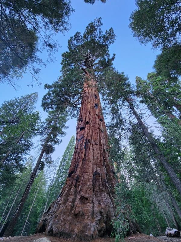Sequoia National Forest