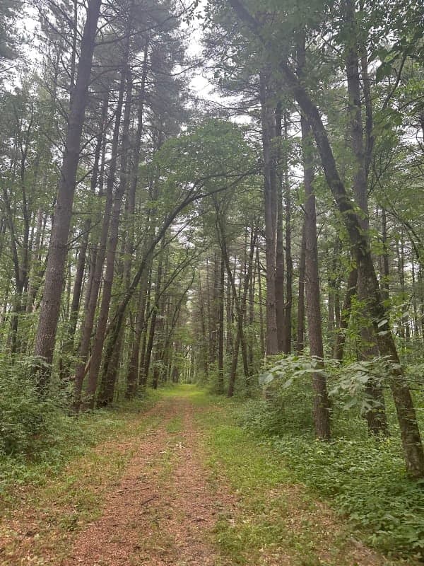 Stephens State Forest
