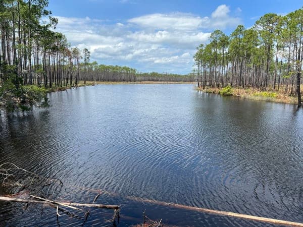 Tate's Hell State Forest