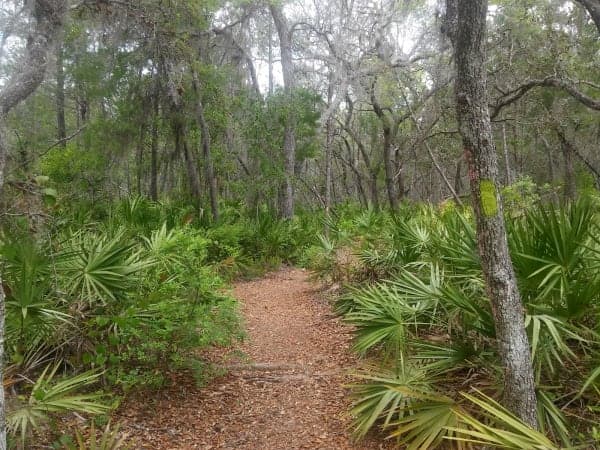 Tiger Bay State Forest