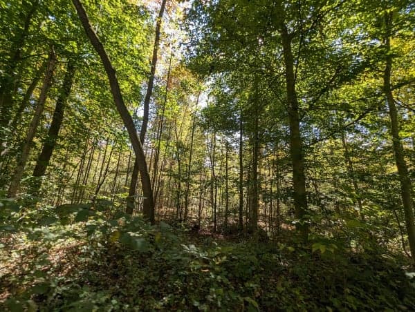 Tygarts State Forest
