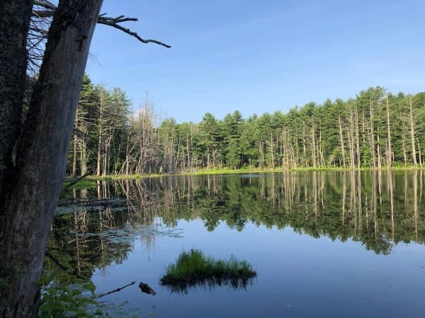 Upton State Forest