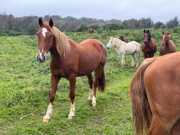 Waipiʻo on Horseback / WOH Ranch