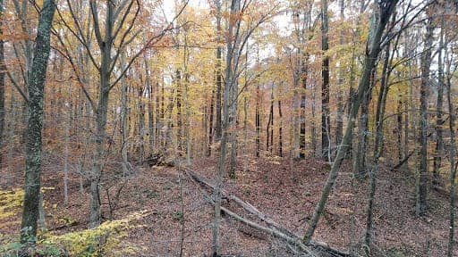 Wayne National Forest