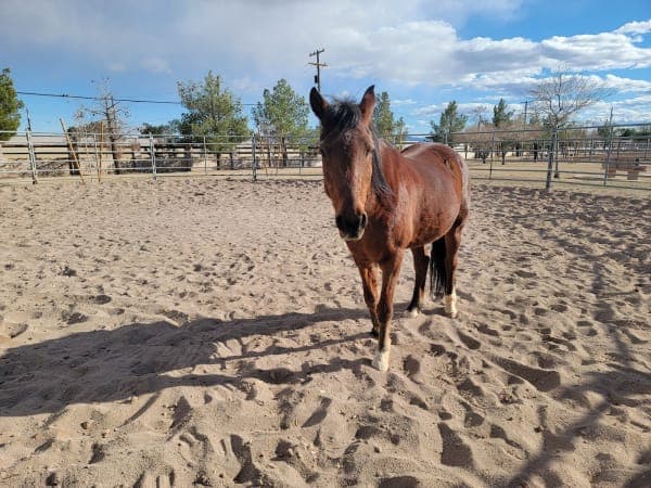Western Trails Equestrian Park