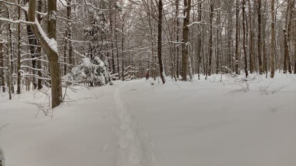 Winona State Forest