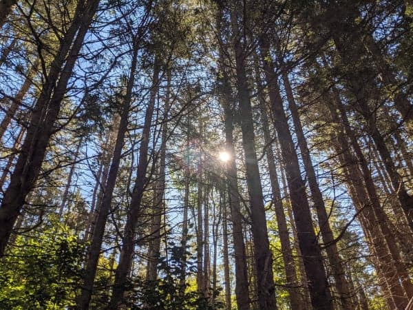 Windsor State Forest