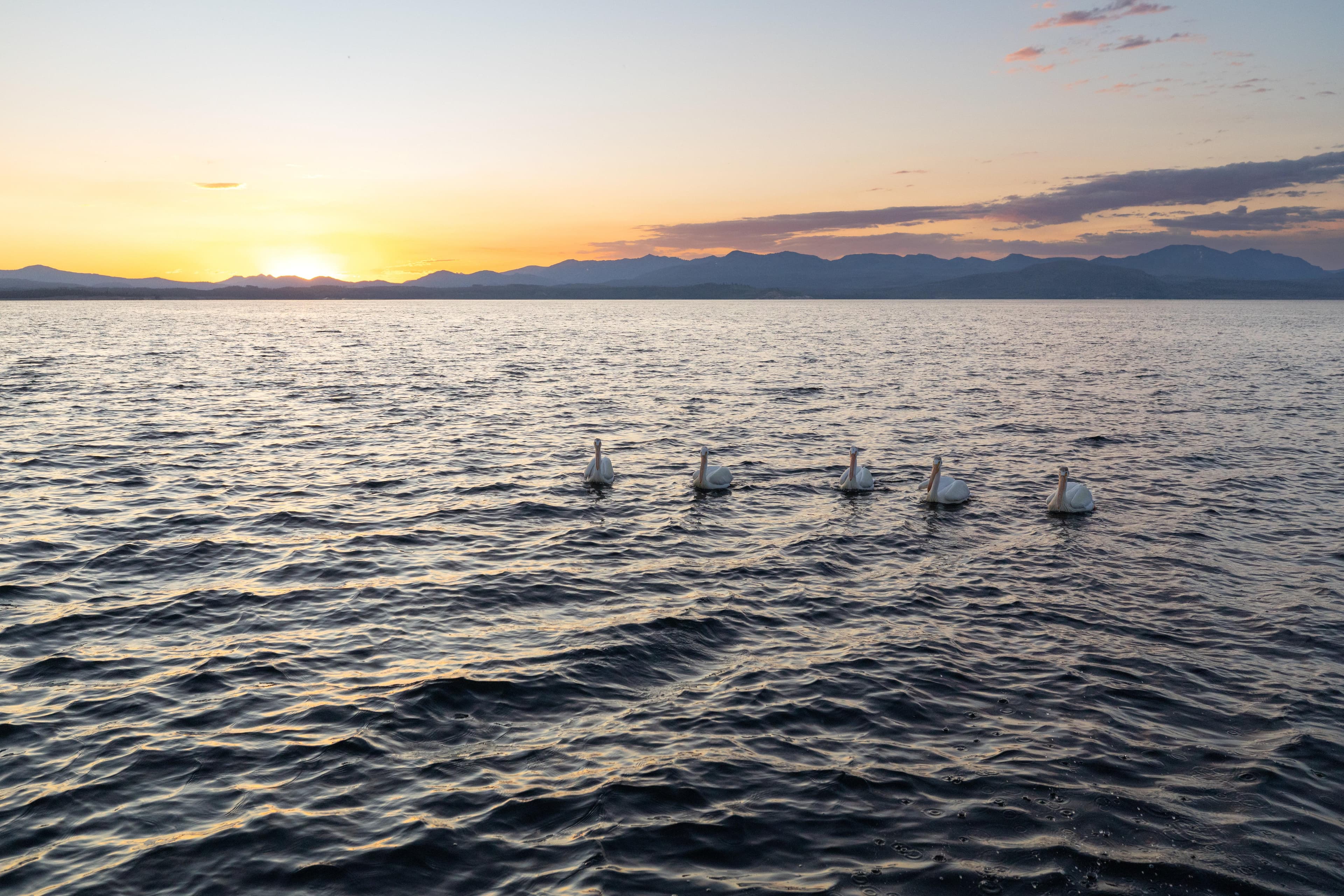 Five white pelicans float on a large lake at sunrise.