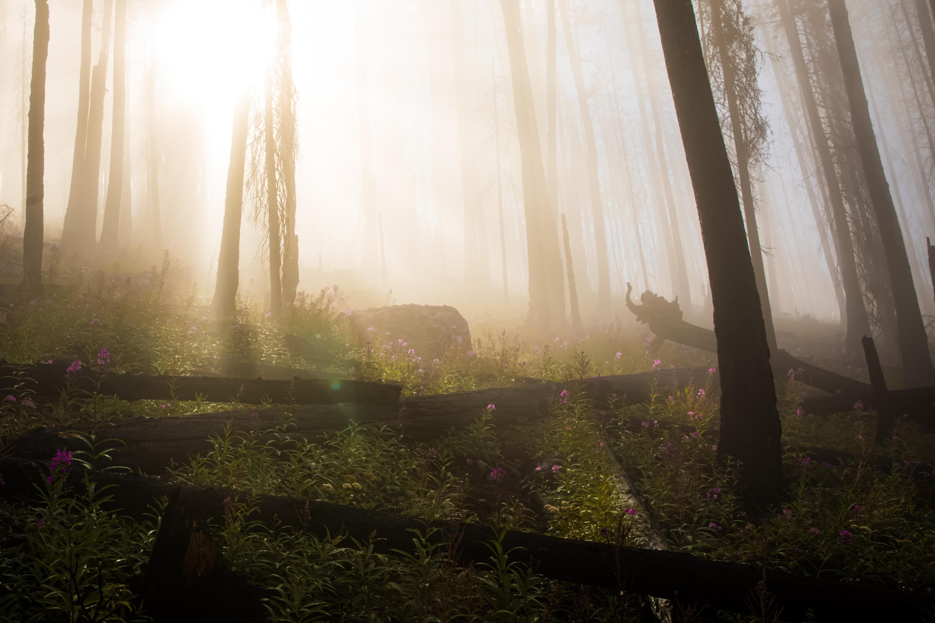 sun and fog shine in a burned forest