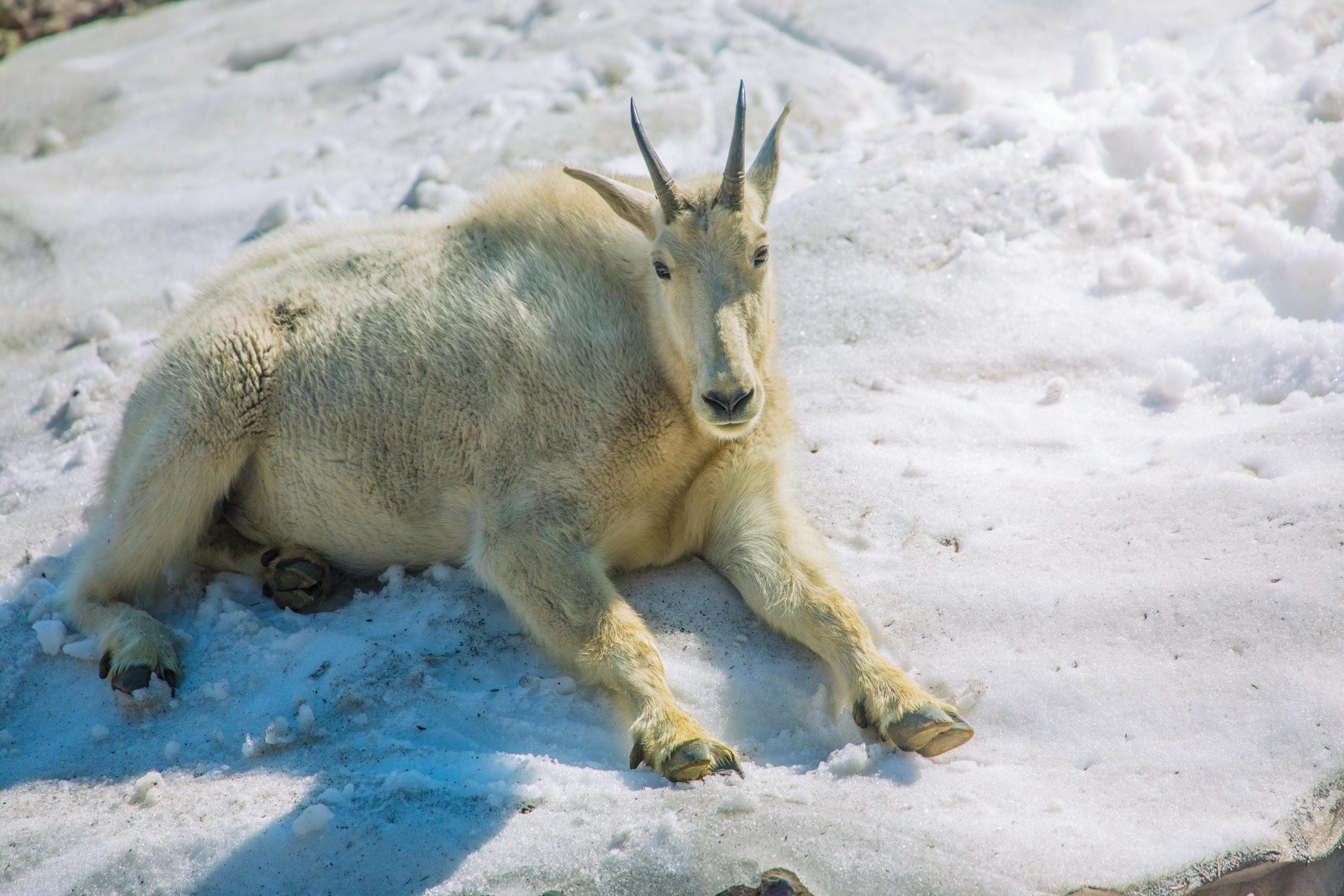 a mountain goat laying on snow bank