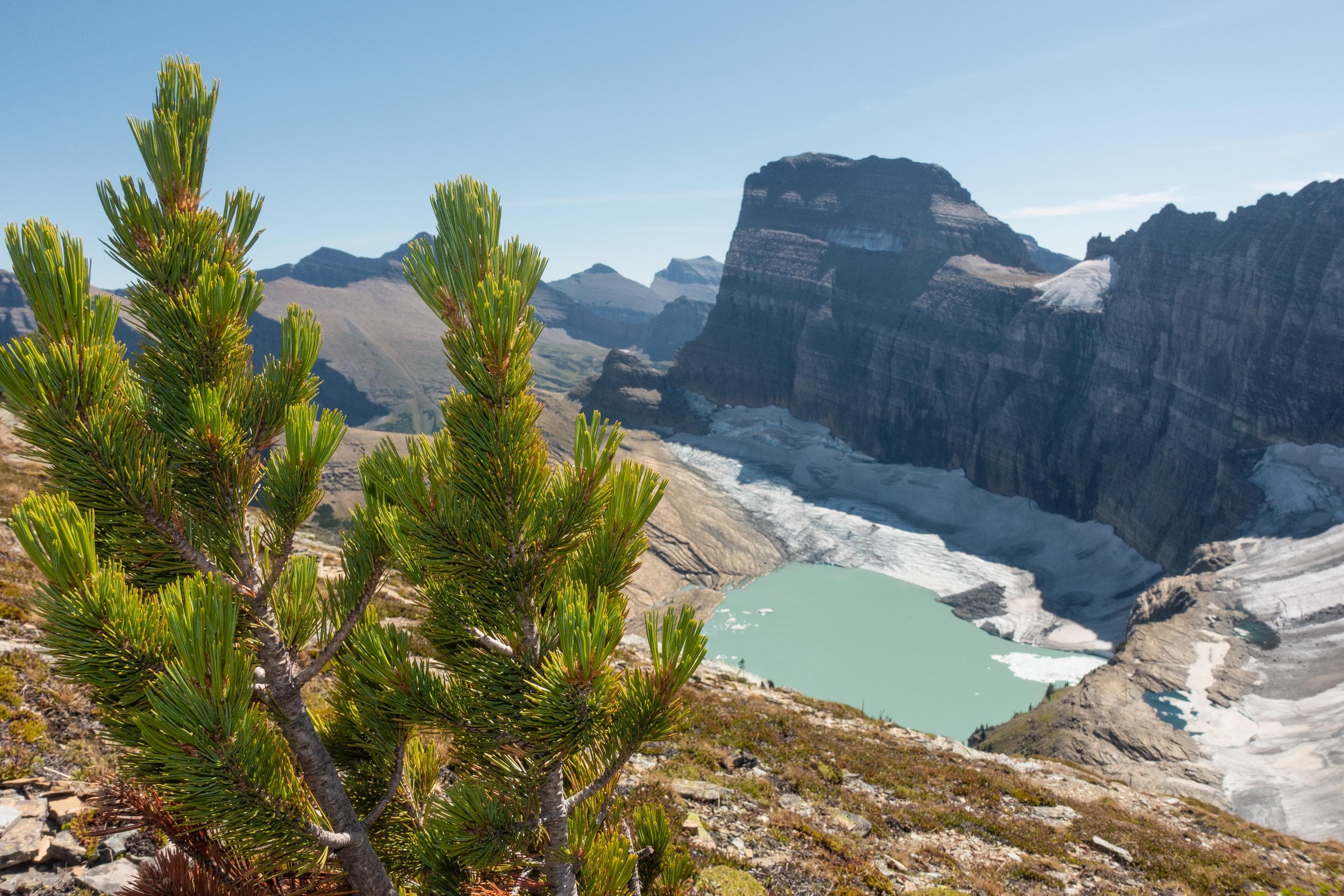 A pine tree with a glacier in the background in 2021.