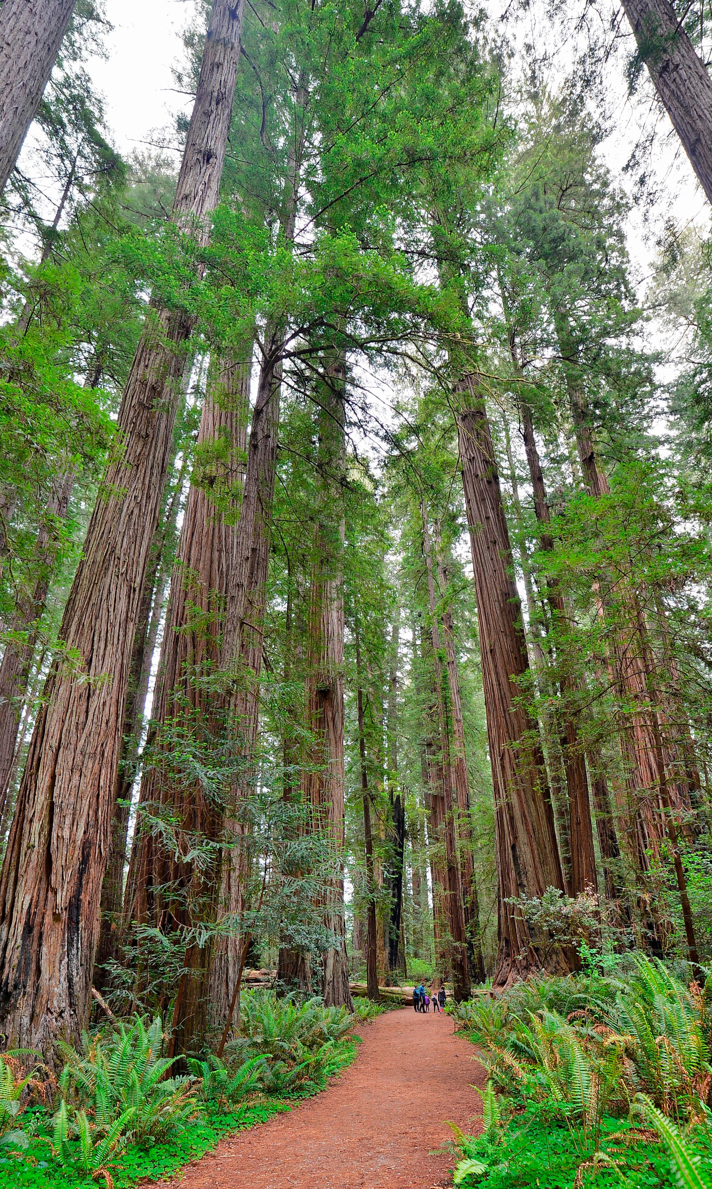 A trail meanders into a grove of tall trees. A family is seen at the far end of the trail.